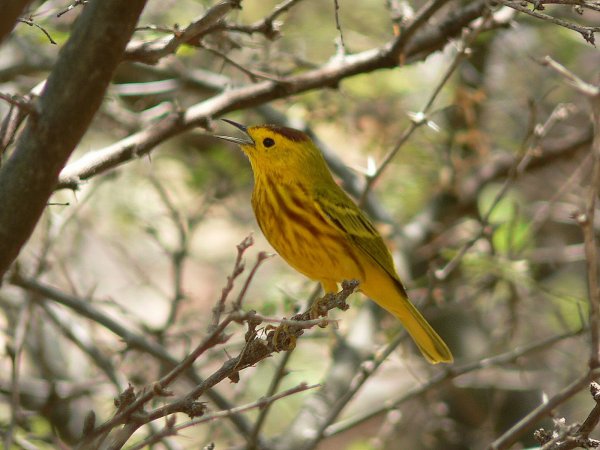 38- Paruline jaune 